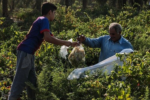 برداشت انگور از تاکستان غزاویه کارون
