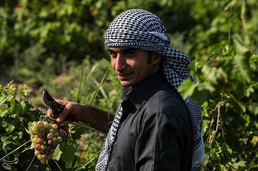 برداشت انگور از تاکستان غزاویه کارون