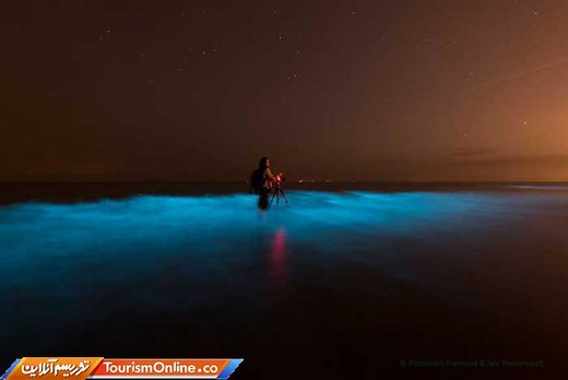پدیده شب تاب دریایی در سواحل هلند