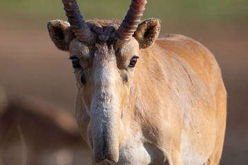 تصاویر | حیوانی نادر با ظاهری عجیب و غریب!