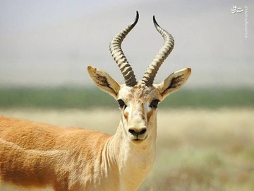 عکس | زیبا مثل آهوی ایرانی