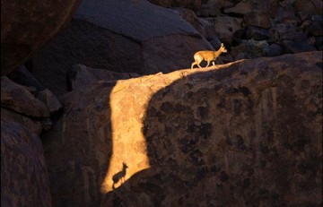 عکس | سایه در سایه آهوی آفریقایی در عکس روز نشنال جئوگرافیک