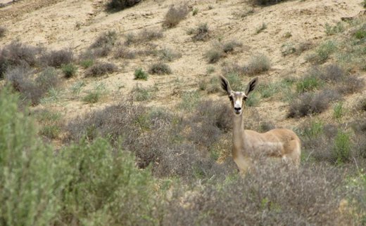 یک صبح با آهوهای چشمه‌گل