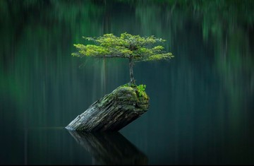 عکس | شرایط غیرممکن بونسای در عکس روز نشنال جئوگرافیک