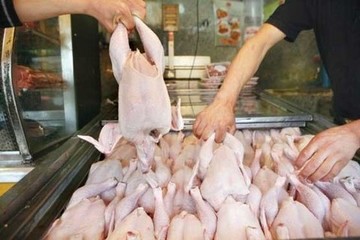 پرواز قیمت مرغ در سطح ۱۲.۵۰۰ تومانی 
