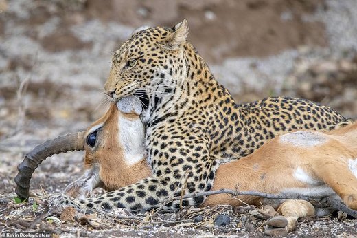 حیات وحش بوتسوانا
