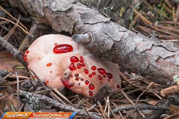 قارچ دندان خونی –اروپا و آمریکای شمالی-