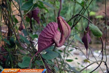 گل پلیکان –آمریکای مرکزی و کارائیب-