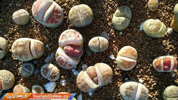 سنگ‌های زنده –آفریقا-