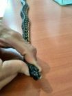 یک  مار یک متری در واحد مسکونی ازنا به دام افتاد 