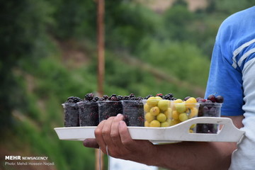 فروش تمشک و آلوچه جنگلی در حاشیه جاده حیران