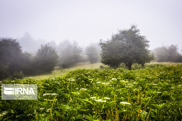 جنگل هیرکانی