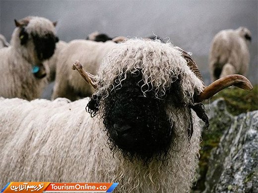 گوسفند دماغ سیاه وله در سوئیس