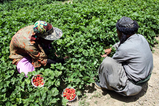 فعالیت 17 هزار کشاورز کردستانی در حوزه کشت توت فرنگی
