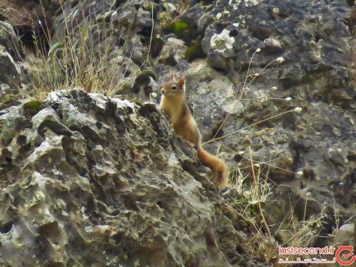 بوزین و مرخیل یکی از زیباترین مناطق کرمانشاه است +تصاویر