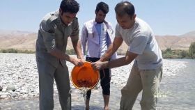 نجات  ۵۰۰۰ قطعه ماهی با انتقال به رودخانه سیمره