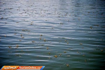 پدیده شکوفه تیسا در رودخانه تیسا مجارستان