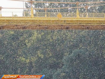 پدیده شکوفه تیسا در رودخانه تیسا مجارستان