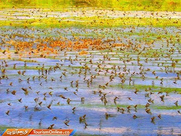 پدیده شکوفه تیسا در رودخانه تیسا مجارستان