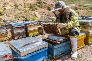 سالانه ۷۰۰تن عسل در مشگین‌شهر تولید می‌شود