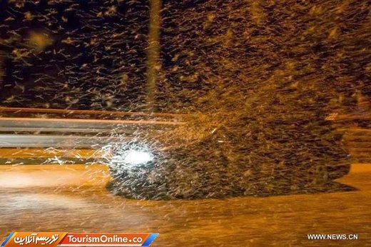 پدیده شکوفه تیسا در رودخانه تیسا مجارستان