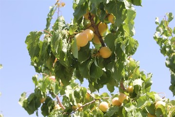 شهرستان دورود قطب مهم تولید زردآلو در لرستان/ ۱۵۰۰ هکتار سطح زیر کشت 