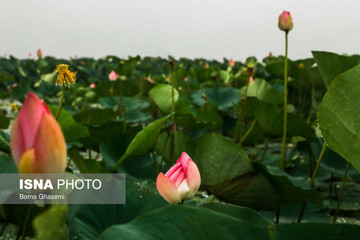 احیای تالاب انزلی به روش بایوجیمی