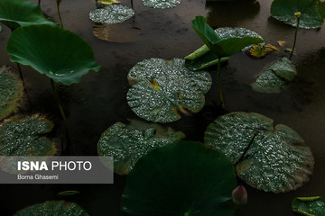 احیای تالاب انزلی به روش بایوجیمی