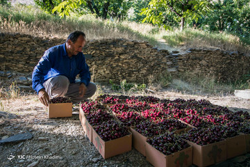برداشت گیلاس در منطقه چناربان روستای هزاوه