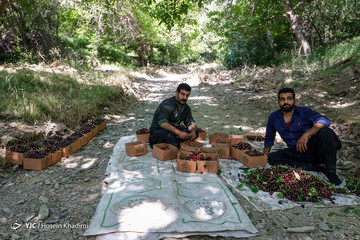 برداشت گیلاس در منطقه چناربان روستای هزاوه
