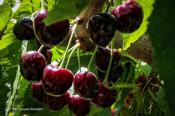 برداشت گیلاس در منطقه چناربان روستای هزاوه