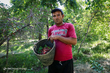 برداشت گیلاس در منطقه چناربان روستای هزاوه