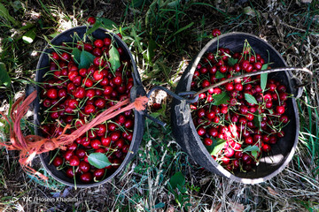 برداشت گیلاس در منطقه چناربان روستای هزاوه