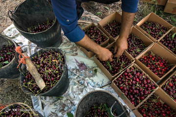برداشت گیلاس در منطقه چناربان روستای هزاوه