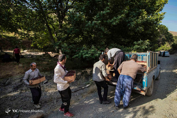 برداشت گیلاس در منطقه چناربان روستای هزاوه