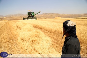 شروع پرداخت بهای گندم کشاورزان استان کردستان از ابتدای هفته آینده 