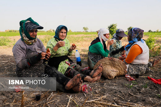 کشت شالی در استان گلستان