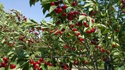برداشت ۷۶۰ تن آلبالو و گیلاس فارس