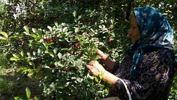 آغاز برداشت آلبالو از باغ های زنگنه ملایر