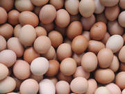 صادرات تخم‌مرغ‌های فاسد به عراق!