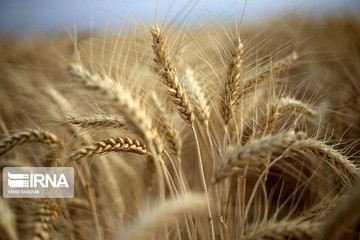 خروج غیرمتعارف ۲.۵۰۰ تن گندم از استان چهارمحال‌وبختیاری 