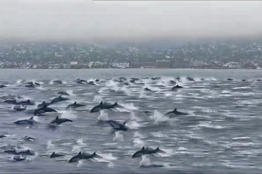 فیلم | جست‌وخیز بیش از یکصد دلفین در آب‌های سواحل کالیفرنیا