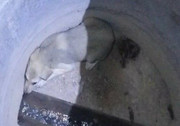 نجات جان یک سگ گرفتار در چاه آب در مهاباد