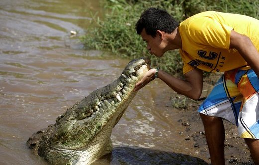 خوان گرداس یک تمساح را رودخانه تارکولس کاستاریکا می‌بوسد