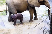 فیلم | تولد یک بچه فیل حاصل از لقاح مصنوعی