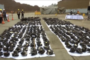 فیلم | انهدام ۱۱.۰۰۰ اسلحه در پرو
