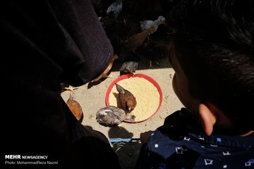 بازار پرندگان خلیج فارس