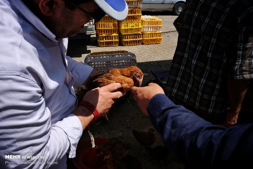 بازار پرندگان خلیج فارس