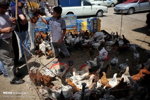 بازار پرندگان خلیج فارس