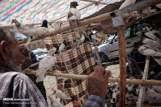 بازار پرندگان خلیج فارس
